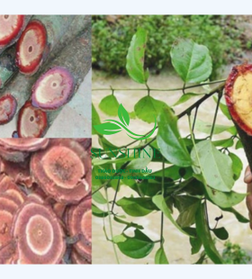 Cây Cỏ Máu