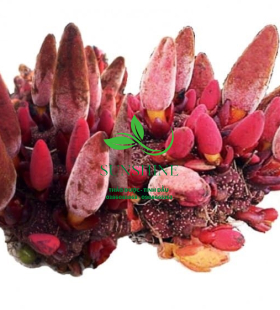 Nấm Ngọc Cẩu