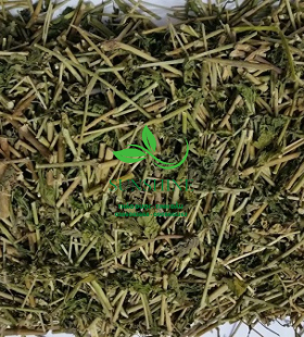 Cây Xương Khỉ (Cây Bìm Bịp)
