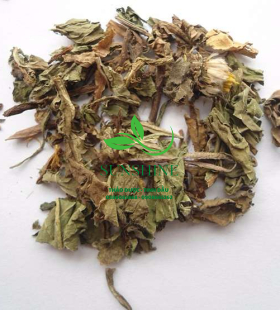 Bồ Công Anh