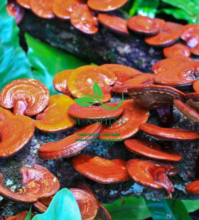 Nấm Lim Xanh Trồng