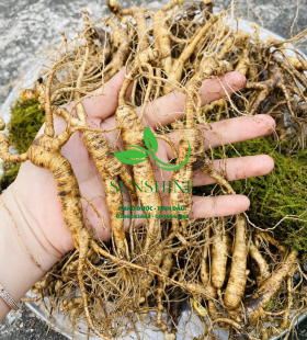 Nhân Sâm Trường Bạch
