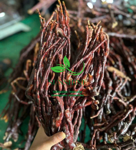 Nấm Sừng Hươu