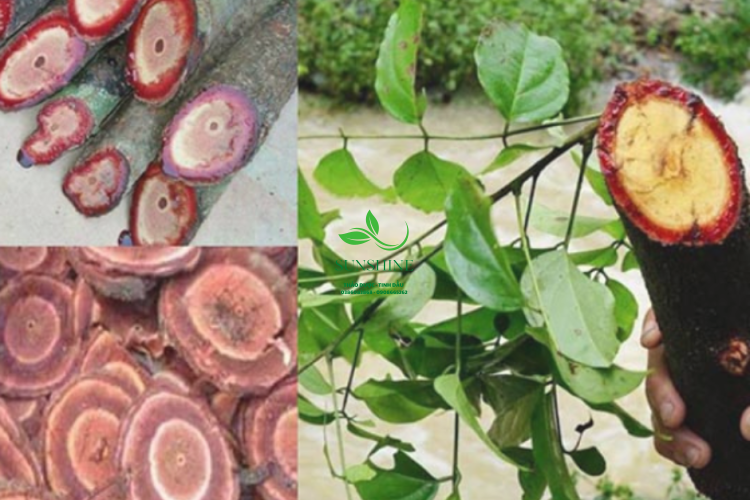 Cây Cỏ Máu