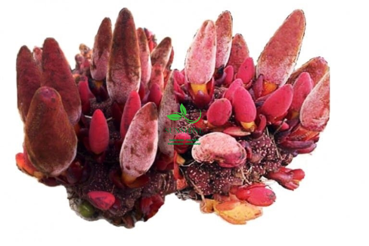 Nấm Ngọc Cẩu