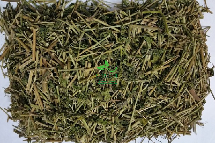 Cây Xương Khỉ (Cây Bìm Bịp)