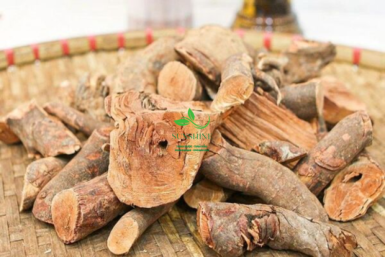 Dược Liệu Quý Cây Mú Từu
