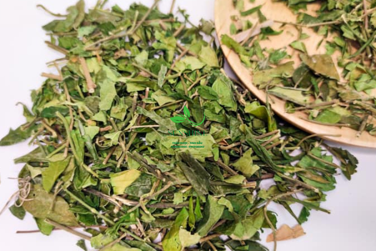 Cây Thìa Canh