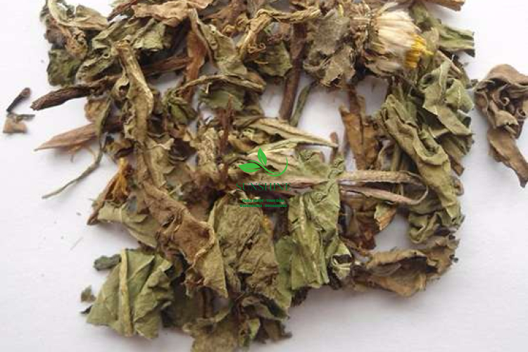 Bồ Công Anh