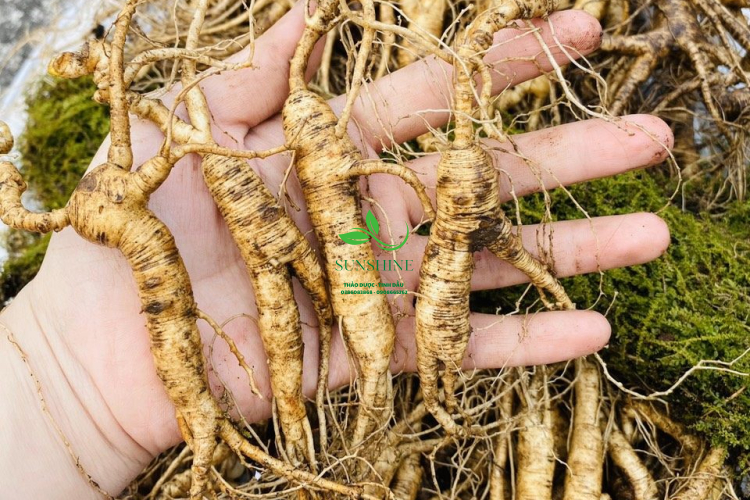 Nhân Sâm Trường Bạch