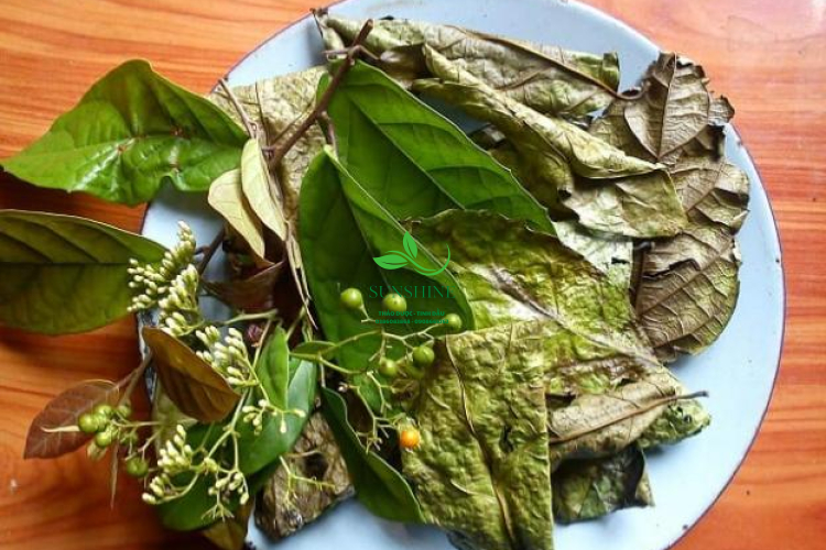 Dược Liệu Xạ Đen