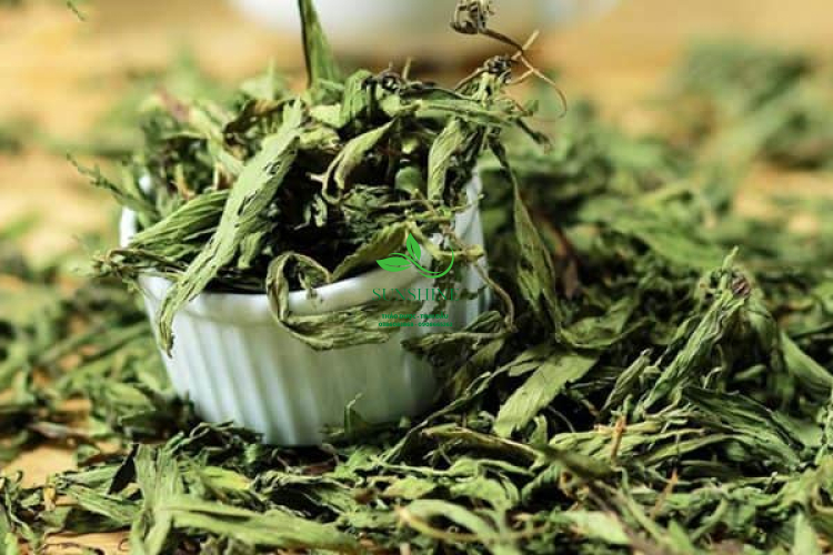 Cỏ Ngọt