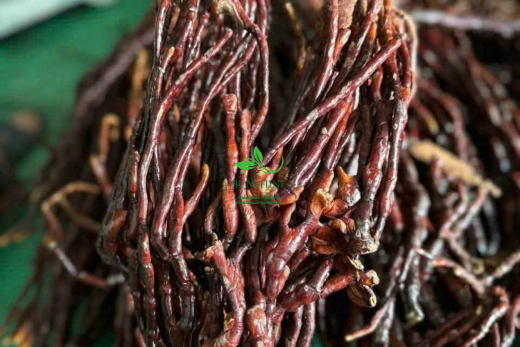Nấm Sừng Hươu